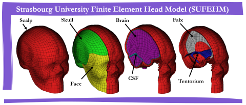 modele_cerveau_equestre