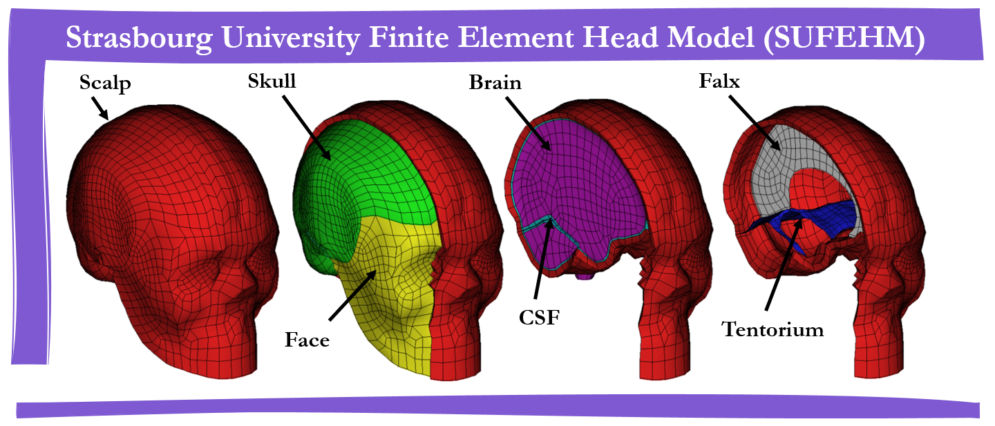 modele_cerveau_equestre